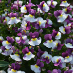 Nemesia Neminio Up Burgundy White